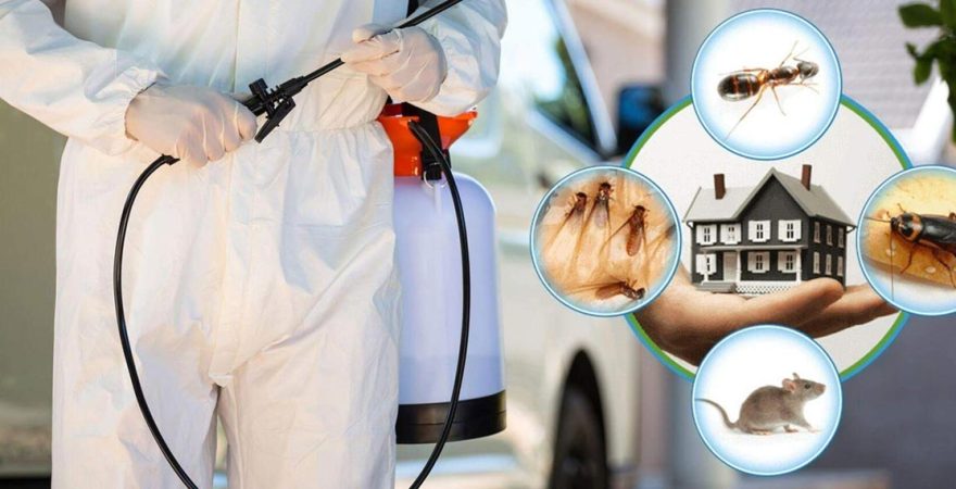 Kumru Böcek İlaçlama