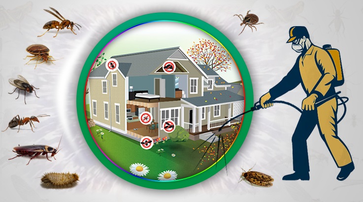 Kumru Böcek İlaçlama