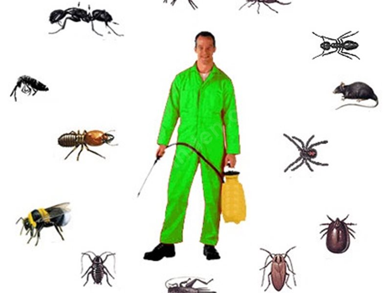 Kumru Böcek İlaçlama